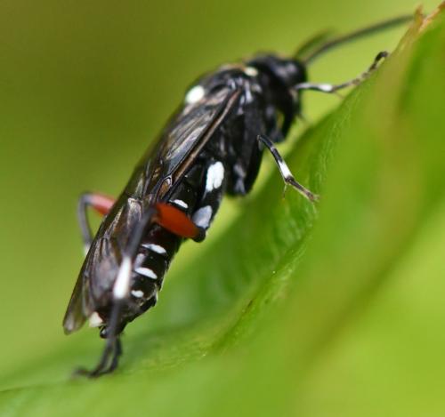 Réf. 282 638 : Macrophya punctumalbum